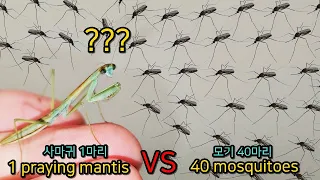 I gave 40 mosquitoes to 1 praying mantis!! The results are amazing!
