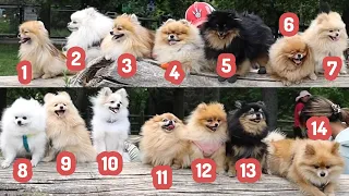 ⚠️ New Record! ⚠️ Who Can Handle 14 Dogs?! The Pomeranian Gang Meetup in Toronto | Cute Pom Dogs