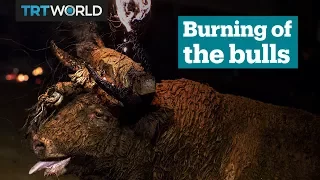 Burning bull kills itself