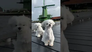 We almost flew away 🌬 #cute #dog #funny #maltese #puppy