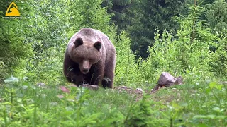 Medvěd hnědý-Slovensko