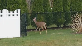 Deer Jumps Over 6 Foot Fence Like Nothing | Slow Motion|