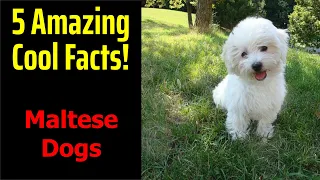 5 Fascinating Facts About Maltese Dogs