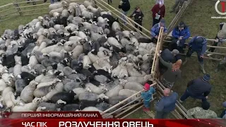 Розлученя овець в селі Чорна Тиса.