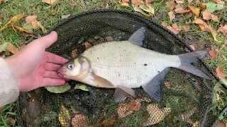Осенний фидер)Рыбалка на чигиринском водохранилище в конце октября)#рыбалка #лещ #чигиринка#осень