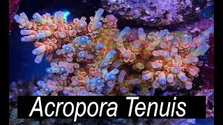 The Easiest Acropora - Acropora Tenuis