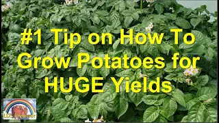 #1 Tip How To Grow Potatoes for HUGE Yields