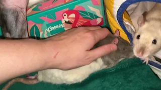 Petting my cuddly rat Blueberry...while her younger buddies keep trying to interrupt!
