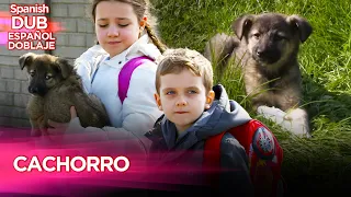 Cachorro - Película Turca Doblaje Español   #DramaTurco