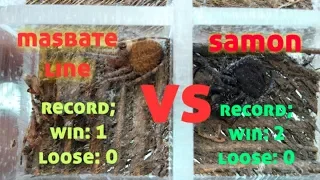 SAMON vs MASBATE LINE, OS size, (spider fighting) samon TALUNAN 😁