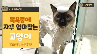 [굿밤TV] 목욕중에 자꾸 엄마찾는 샴 고양이