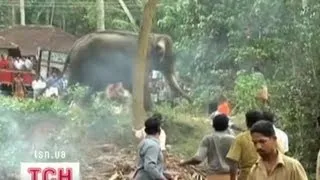 Слон растерзал своего смотрителя