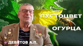 Пустоцвет огурца. Девятов А.П. 2024-02-28