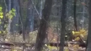 Bigfoot Photographed In Fayette County WV