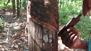 ഇൗ രീതിയിൽ tape ചെയ്തു നോക്കൂ പാൽ ഇരട്ടി ? Rubber taping experience. പട്ടമരപ്പ്‌, വളപ്രയോഗം. ഇവ .