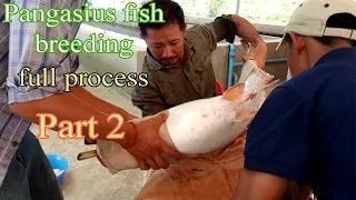 Fish Breeding || Pangasius Fish Breeding Process  part 2