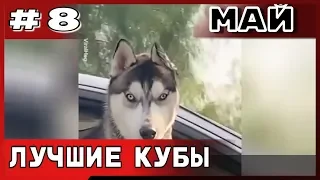 СМЕШНЫЕ ЖИВОТНЫЕ. ЛУЧШИЕ ПРИКОЛЫ С ЖИВОТНЫМИ 2019 / МАЙ №8 | #лучшееcoub, #Coub, #Bestcoub