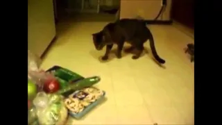 Коты и огурцы | cats with cucumbers