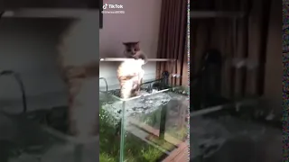 The cat who wants to catch fish in the aquarium!