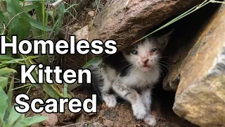 Homeless kitten was wary and scared of passersby_ I adopted it and gave it a dream home