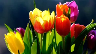 Happy March 8 girls 💖. This is a background video of tulips🌷