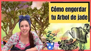 Tres variedades de árboles de Jade y como engordarles el tronco! ♥️♥️♥️