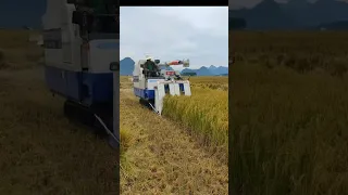 large Rice Harvester For Biger Land #satisfying #short