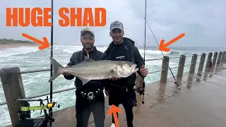Huge shad/bluefish caught on small rod - Shad fishing Durban 2024