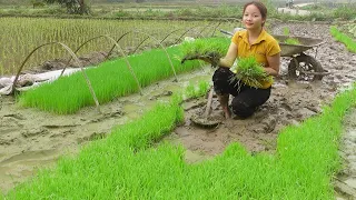 Spring rice planting process, Happy cooking with family. My Daily Life Ep. 157