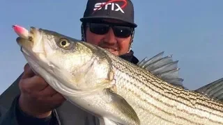 How to locate delta striped bass!