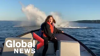 Humpback whales breaching water surprise family off Newfoundland coast