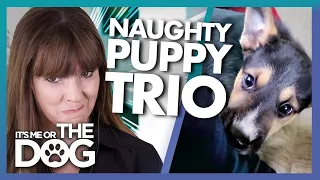 Victoria Stilwell Reacts to Three Very Naughty Puppies! | It's Me or the Dog