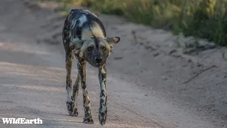 WildEarth - Sunrise Safari -  26 February 2024