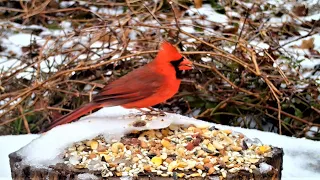 After the Snowfall | Winter Bird Watching