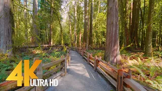 Incredible Nature of British Columbia, Canada - 4K Nature Walking Tour - Short Version