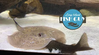 How to Feed a Freshwater Stingray!