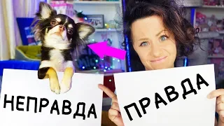 САМЫЕ НЕЛОВКИЕ СИТУАЦИИ С СОБАКАМИ ! ВОПРОС ОТВЕТ Magic Family