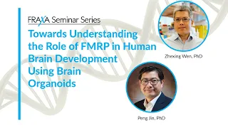 Towards Understanding the Role of FMRP in Human Brain Development Using Brain Organoids