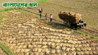 বাংলাদেশের ধান || Panorama Documentary