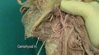 1.13 Step 15.  Medial pterygoid muscle and tensor veli palatini; branches of the mandibular nerve