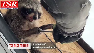 TSR Pest Control and Wildlife Removal - injured raccoon rescue in Toronto