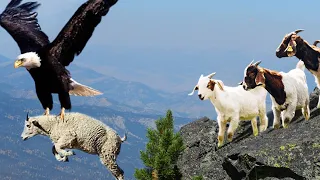 How King Eagle Hunting Goat From High Cliffs