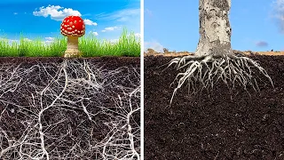 These mushrooms have a huge root system