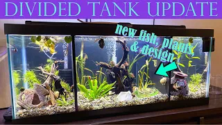 20 GALLON LONG DIVIDED TANK UPDATE | So Many Changes!