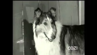 Lassie - Episode #347 - ""Lassie and the Piglets" - Season 10, Ep. 24 - 03/22/1964