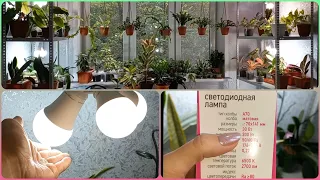 Видео по просьбе💡Освещение🌱Любимые лампочки💡Мощность🌱Температура💡Размещение растений на стеллаже🌱