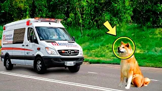Собака преграждает путь машине скорой помощи и отказывается уезжать. Причина шокирует!