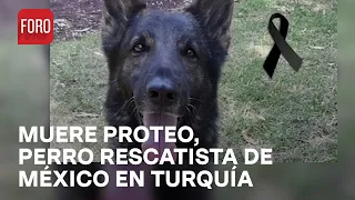 Muere ‘Proteo’, perro rescatista mexicano en Turquía - Las Noticias