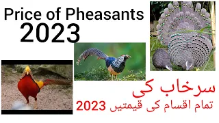Price of pheasants in Pakistan