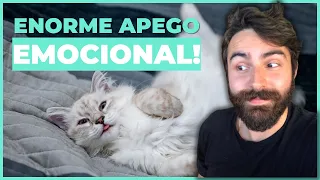 Os 10 Sinais Que Seu Gato Tem Uma FORTE LIGAÇÃO Com Você!